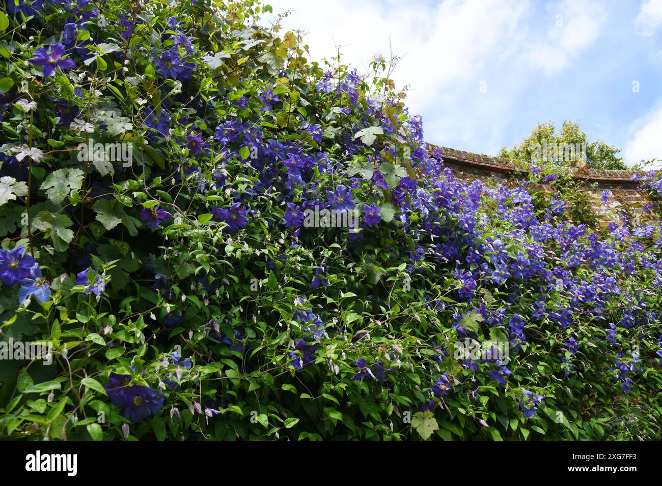 Clematis 'Perle D'Azure Banque D'Images