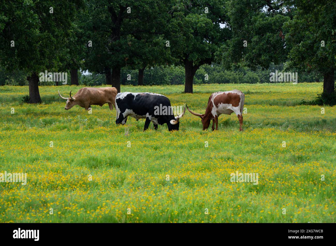 Un troupeau de bétail Longhorn qui paissent et se détendent dans un pâturage plein de fleurs jaunes et d'arbres offrant de l'ombre pour se rafraîchir sous. Banque D'Images