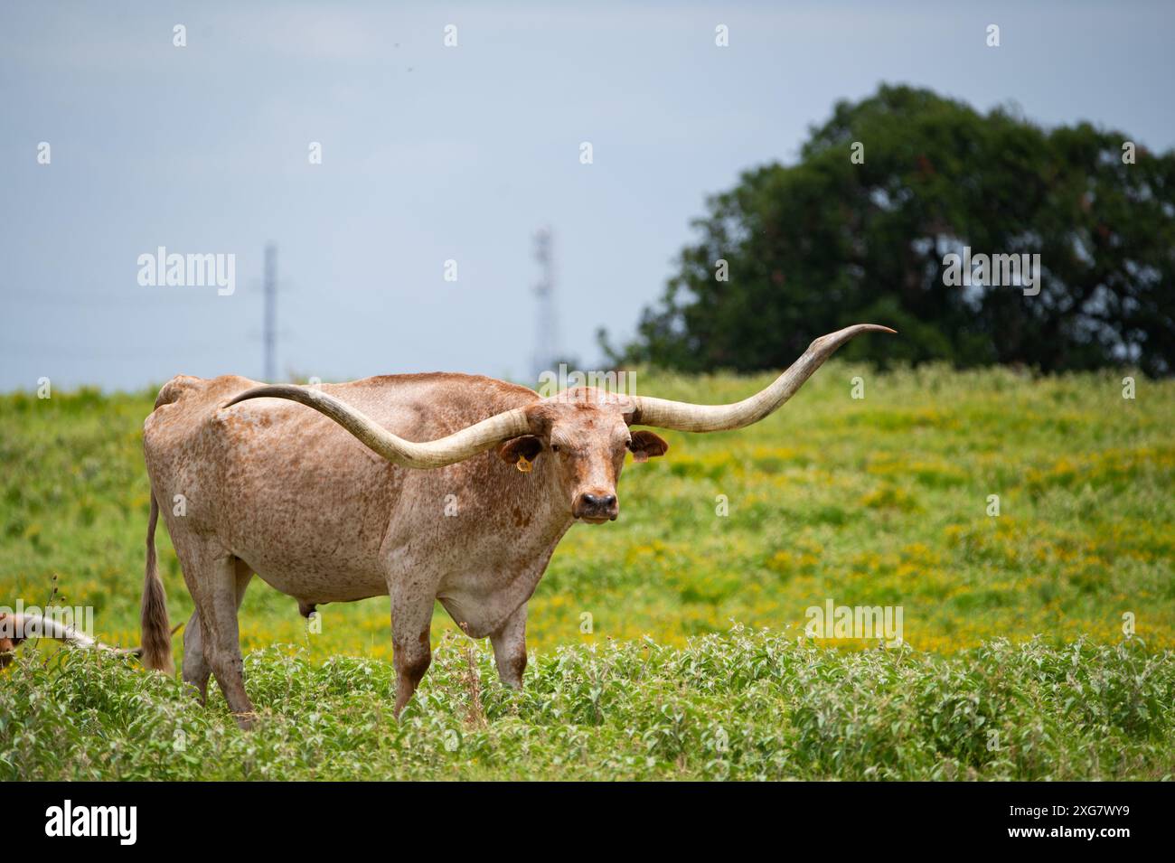 Une Longhorn mouchetée orange et blanche avec de longues cornes courbes debout dans un pâturage herbeux plein de fleurs jaunes. Banque D'Images