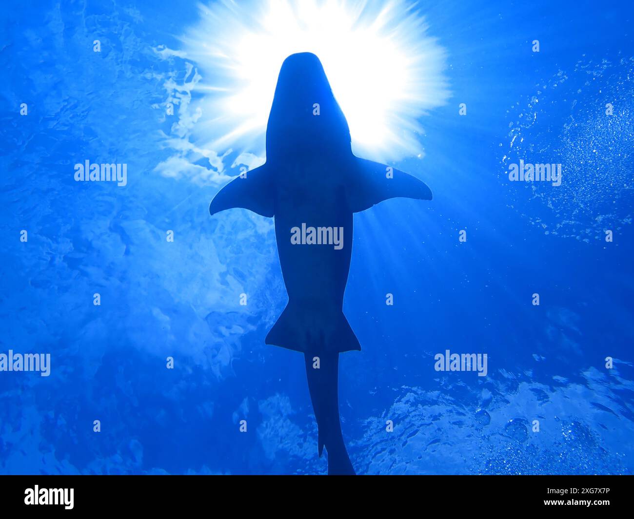 La silhouette d'un requin contre le soleil en nageant dans la mer Banque D'Images