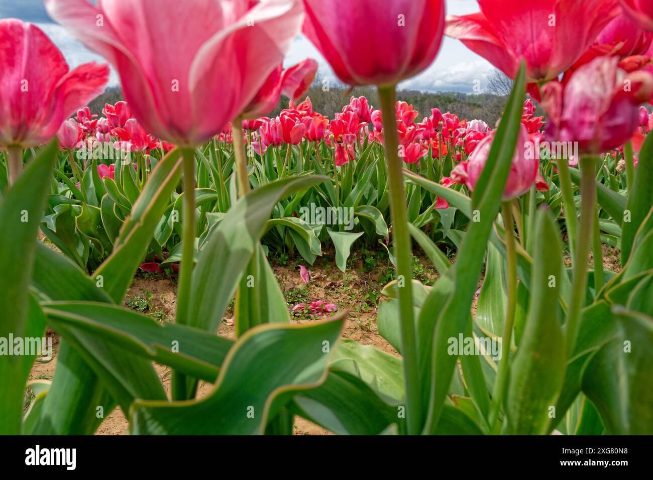En bas en regardant à travers les rangées de tulipes roses en fleur avec la rangée de fleurs en arrière-plan étant au point et le gros plan flou en spri Banque D'Images En bas en regardant à travers les rangées de tulipes roses en fleur avec la rangée de fleurs en arrière-plan étant au point et le gros plan flou en spri Banque D'Images