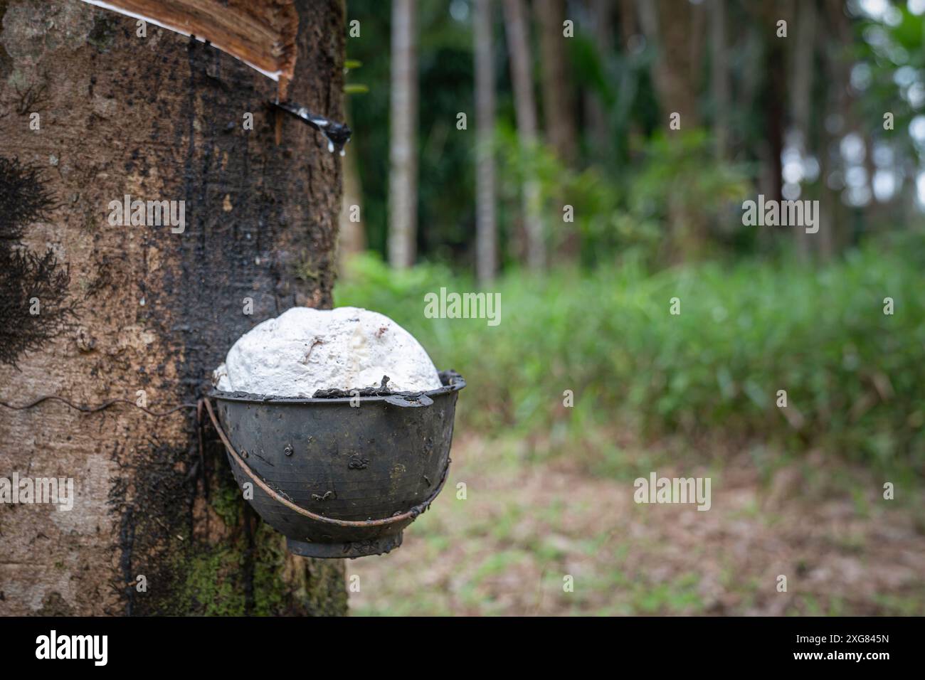 Image montrant l'extraction de caoutchouc naturel d'un arbre avec un bol de collecte dans une zone de forêt tropicale. Banque D'Images