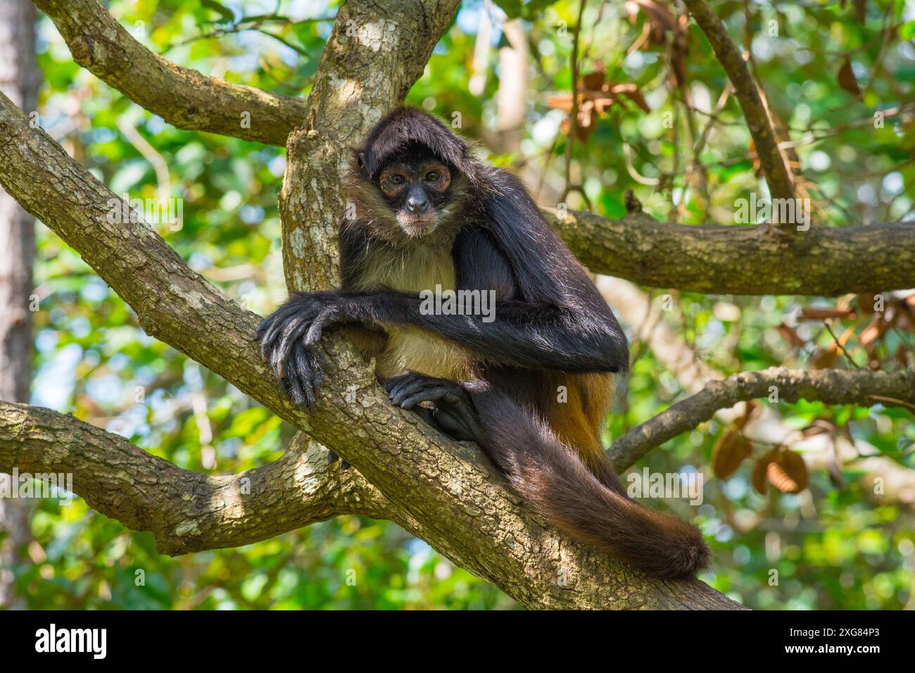 Singe araignée Banque D'Images