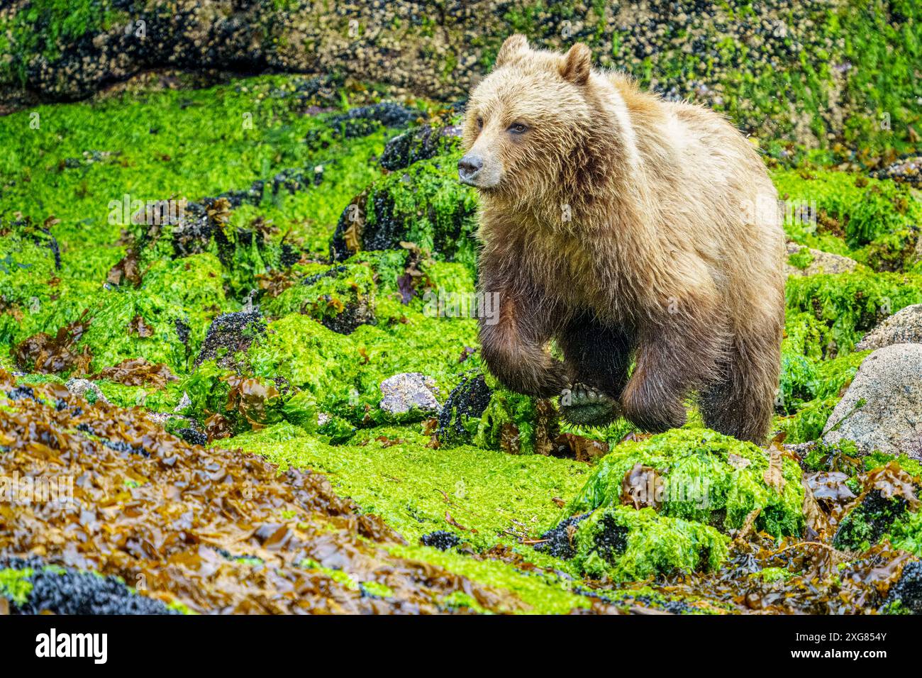 Le jeune grizzli femelle saute sur les algues à marée très basse à Knight Inlet, territoire traditionnel de la première nation Da’Naxda’xw Awaetlala, br Banque D'Images