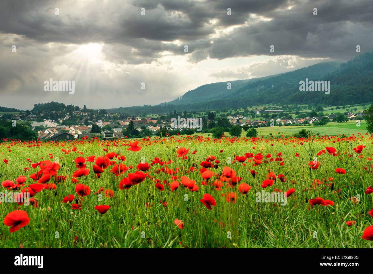 Suisse, Schwarzbubenland, Chälengrabenschlucht,Hofstetten-Flüh Solothurn, Hofstetten, Hofstettenflüh, Summertime, Poppy Field Banque D'Images