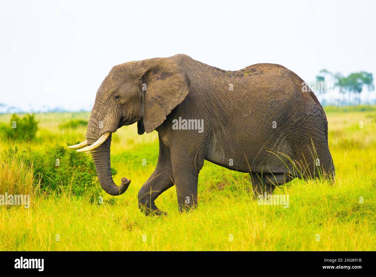 Éléphant mâle marchant dans la savane. Masai Mara Game Reserve, Kenya. Banque D'Images