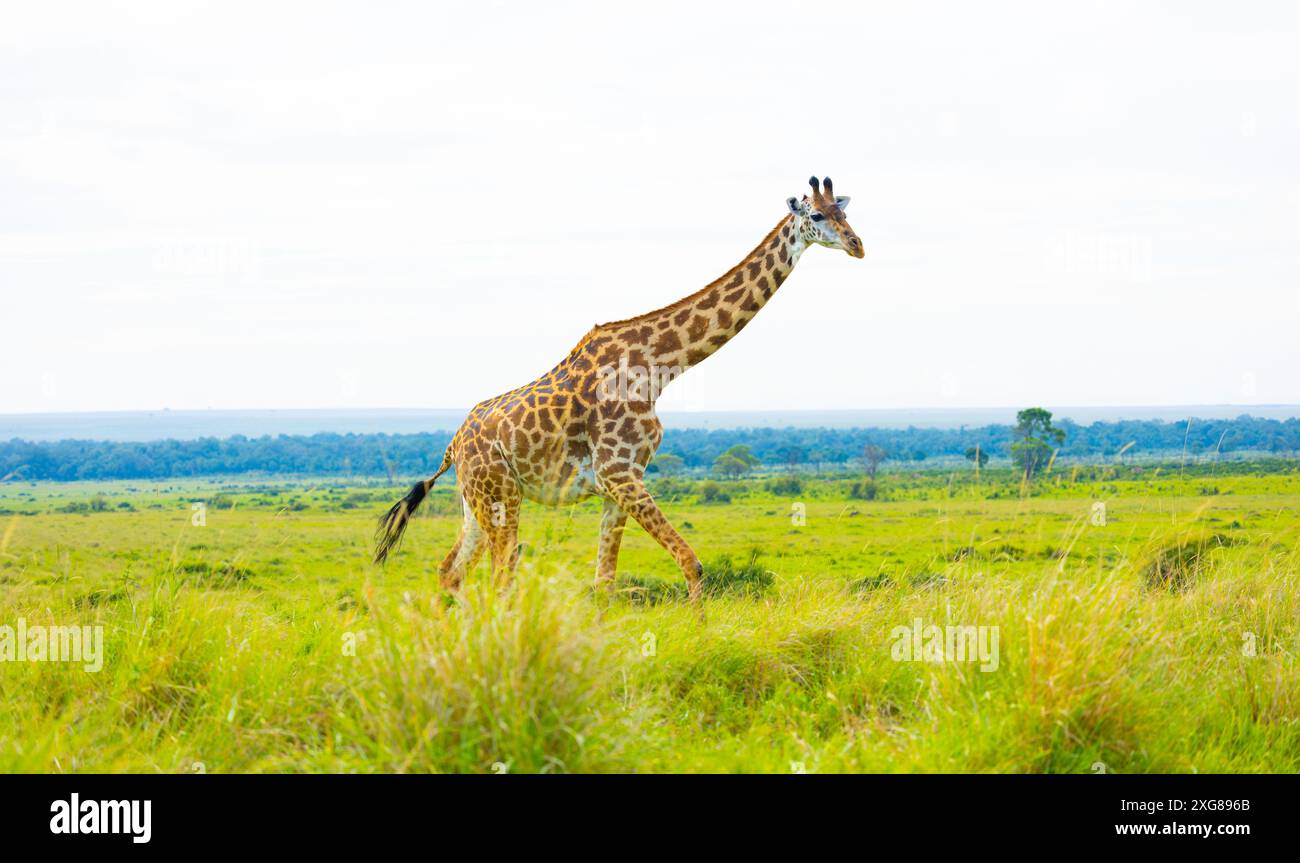 Girafe Masai femelle marchant dans la savane. Masai Mara Game Reserve, Kenya. Banque D'Images