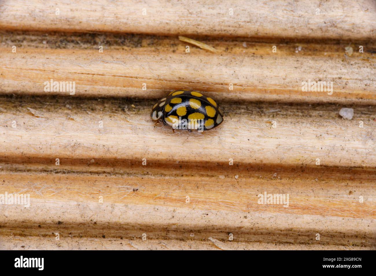 Sospita vigintiguttata famille Coccinellidae genre Sospita Ladybird insecte nature sauvage photographie, image, papier peint Banque D'Images