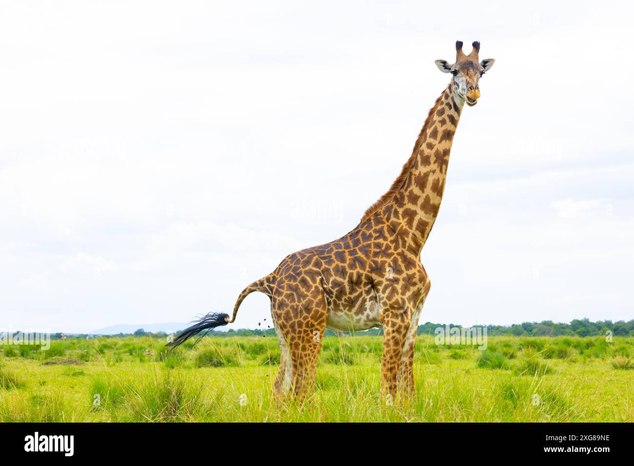 Girafe Masai femelle debout dans la savane. Masai Mara Game Reserve, Kenya. Banque D'Images