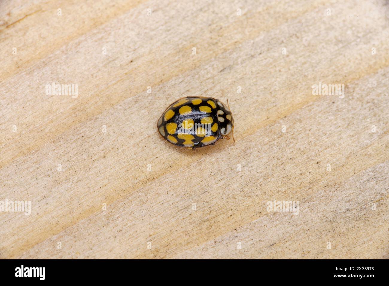 Sospita vigintiguttata famille Coccinellidae genre Sospita Ladybird insecte nature sauvage photographie, image, papier peint Banque D'Images