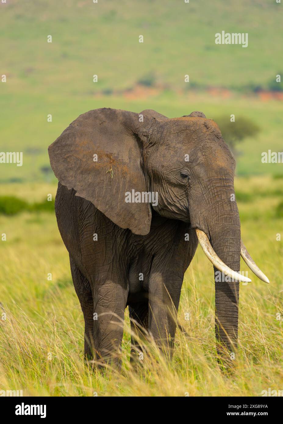 Portrait de vache d'éléphant d'Afrique dans la réserve du Masai Mara, Kenya. Banque D'Images