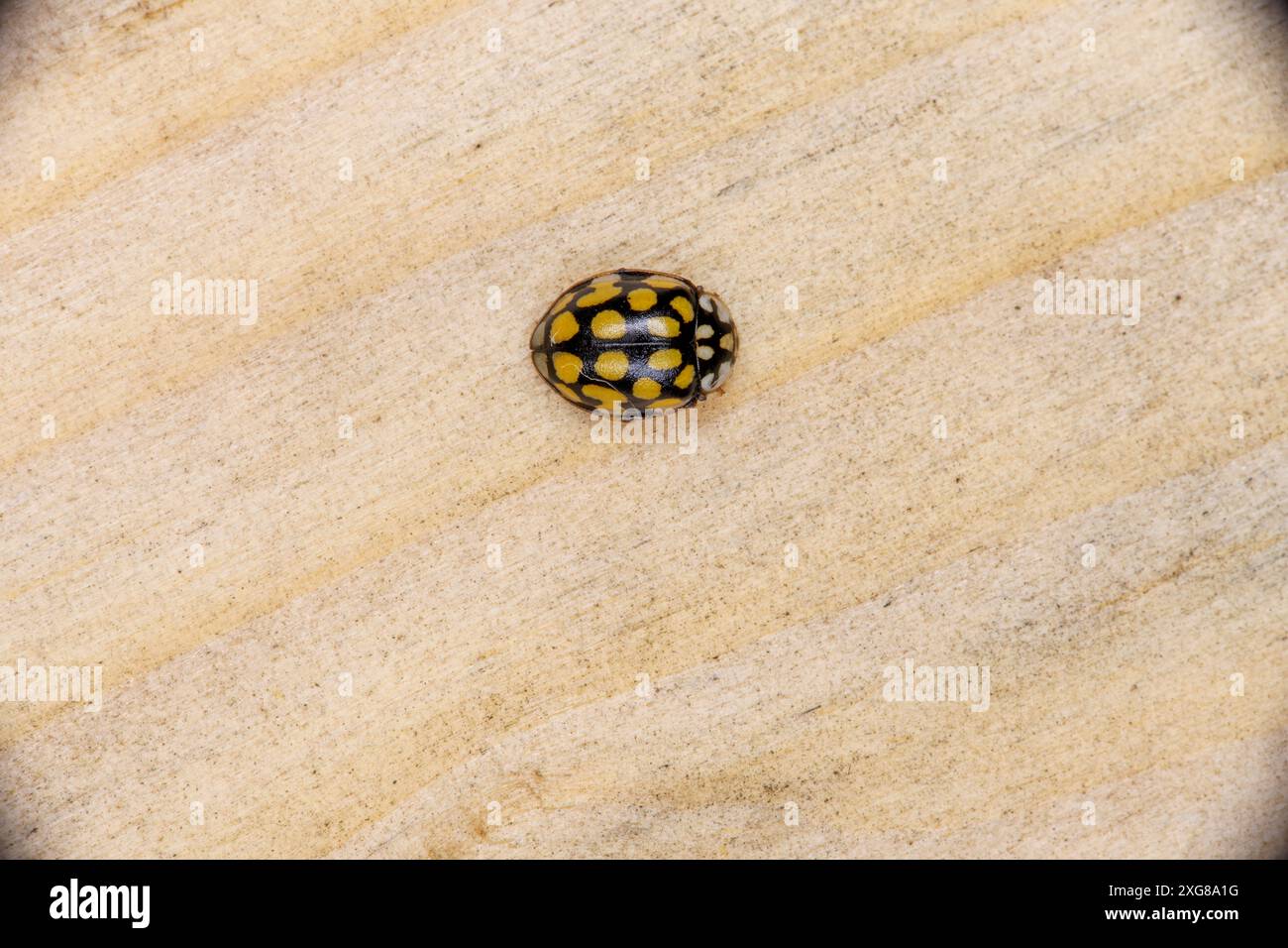 Sospita vigintiguttata famille Coccinellidae genre Sospita Ladybird insecte nature sauvage photographie, image, papier peint Banque D'Images