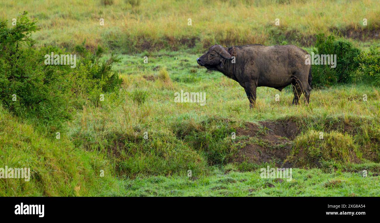 Taureau de buffle africain ou du Cap debout dans la savane. Masai Mara Game Reserve, Kenya. Banque D'Images