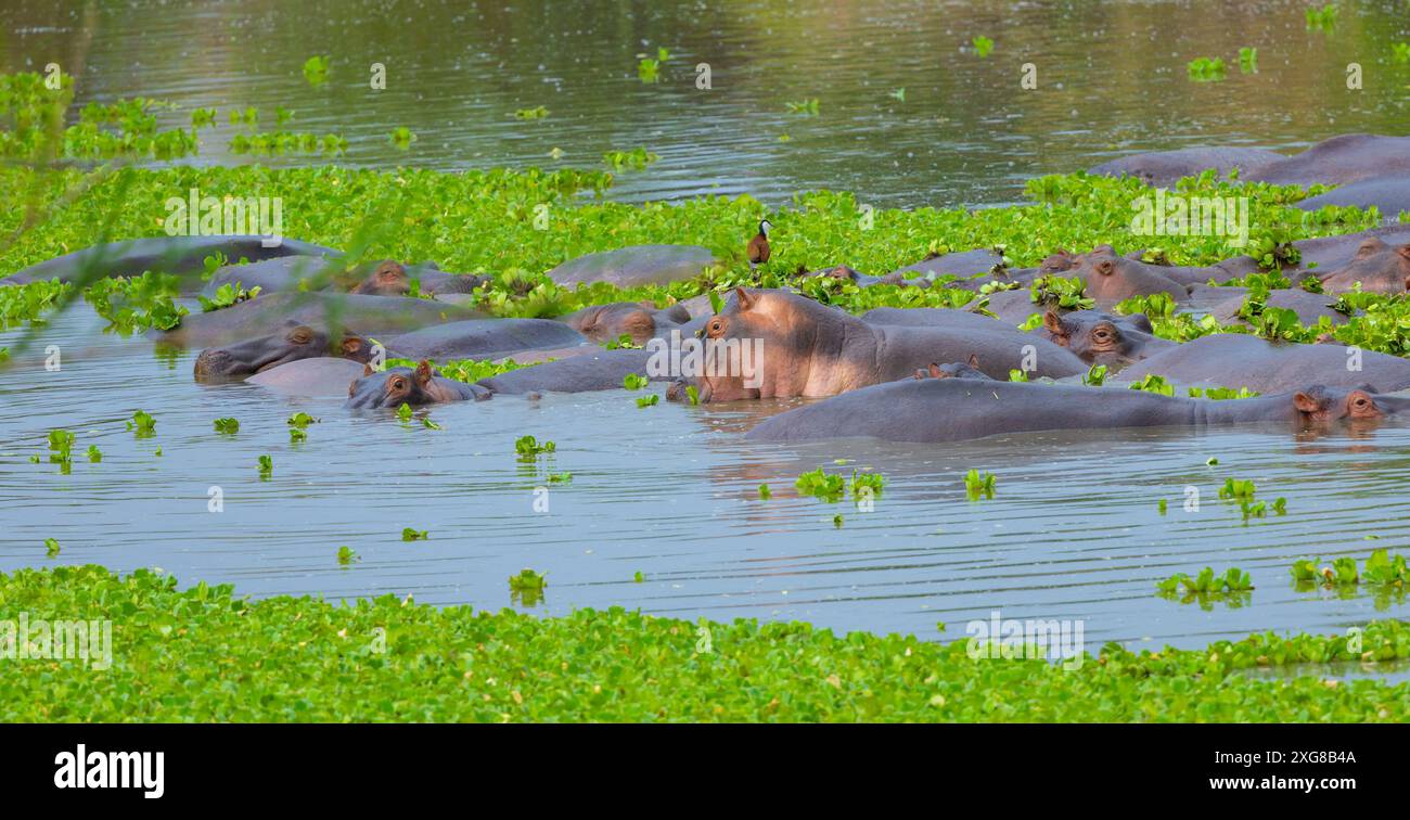 Nacelle d'hippopotame dans la rivière Grumeti. Parc national du Serengeti, Tanzanie. Banque D'Images