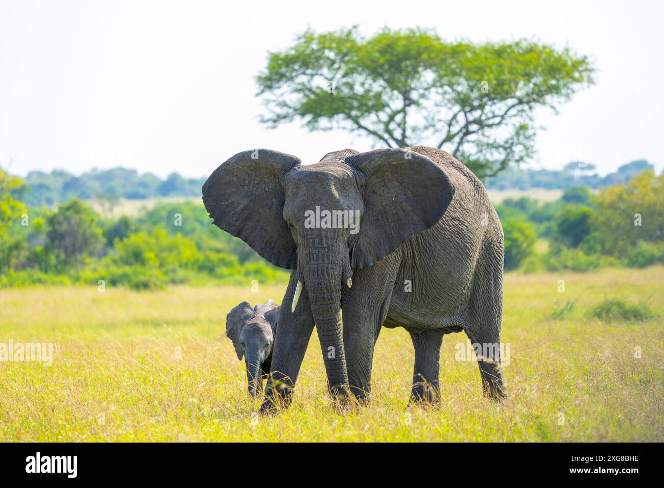 Éléphant de vache et veau pâturant dans la savane. Serengeti occidental, région de Grumeti. Parc national du Serengeti, Tanzanie. Banque D'Images