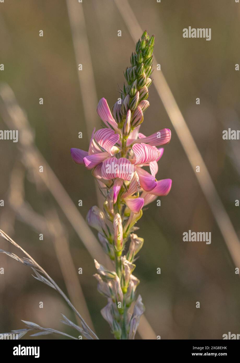Gros plan de Sainfoin commun (onobrychis viciifolia) en fleur dans une prairie montrant ses pétales rayés roses. Suffolk . Royaume-Uni Banque D'Images
