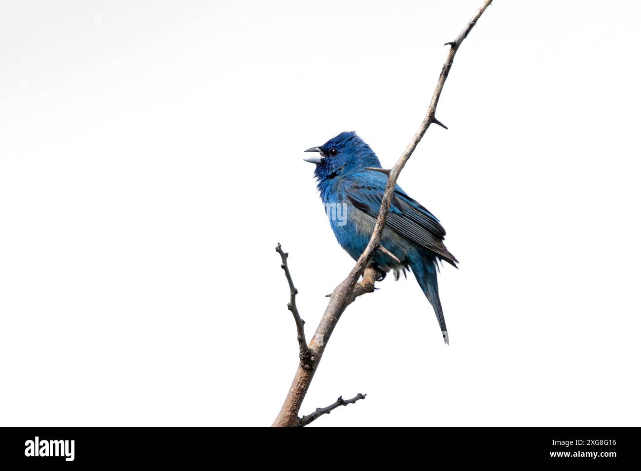 Tandis que perché sur une branche épineuse avec son bec grand ouvert, une guirlande indigo chante au contenu de son cœur. Fond blanc Banque D'Images