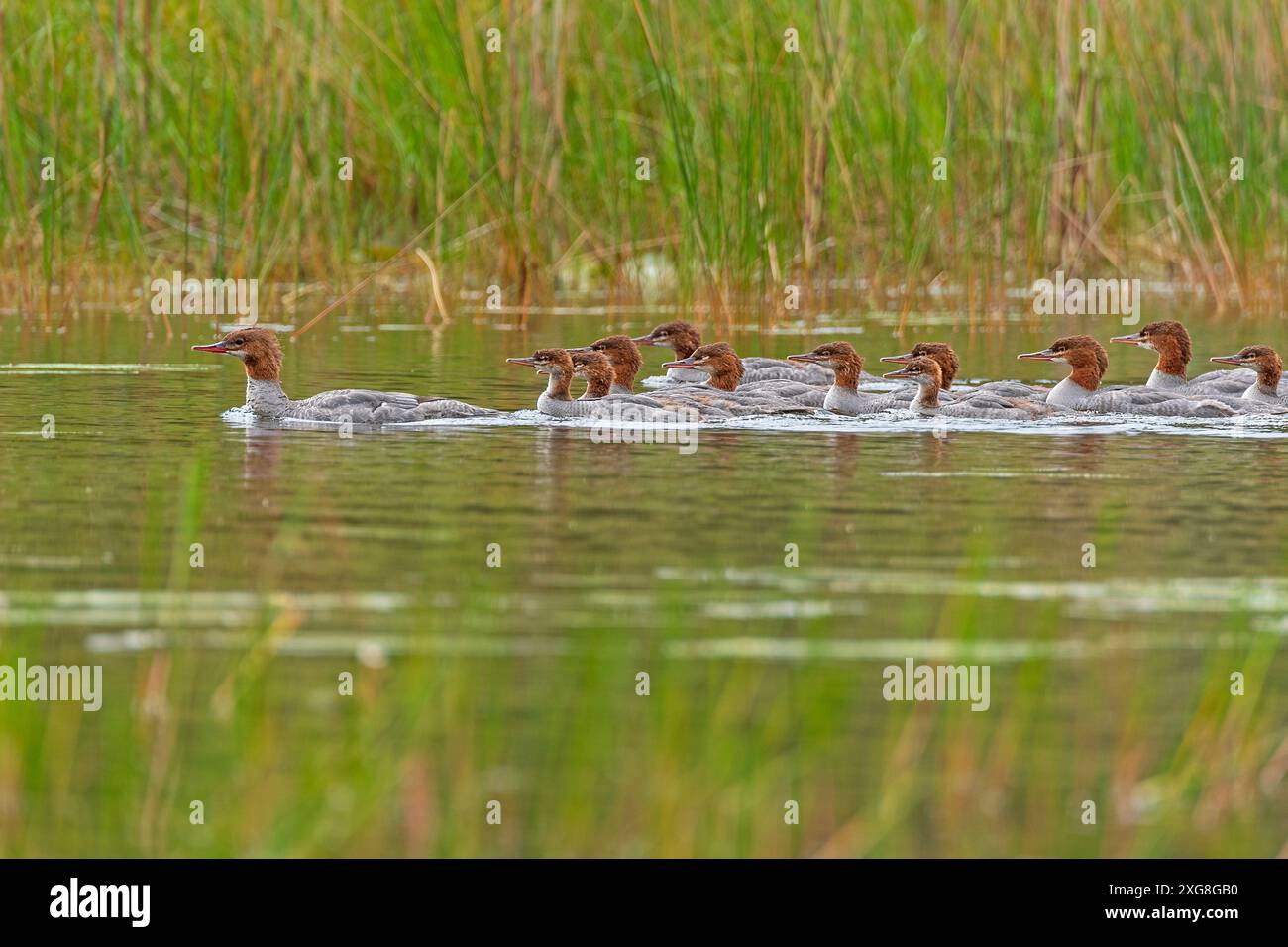 Un saut de Mergansers dans un ruisseau verdoyant dans le parc provincial Sioux Narrows en Ontario Banque D'Images