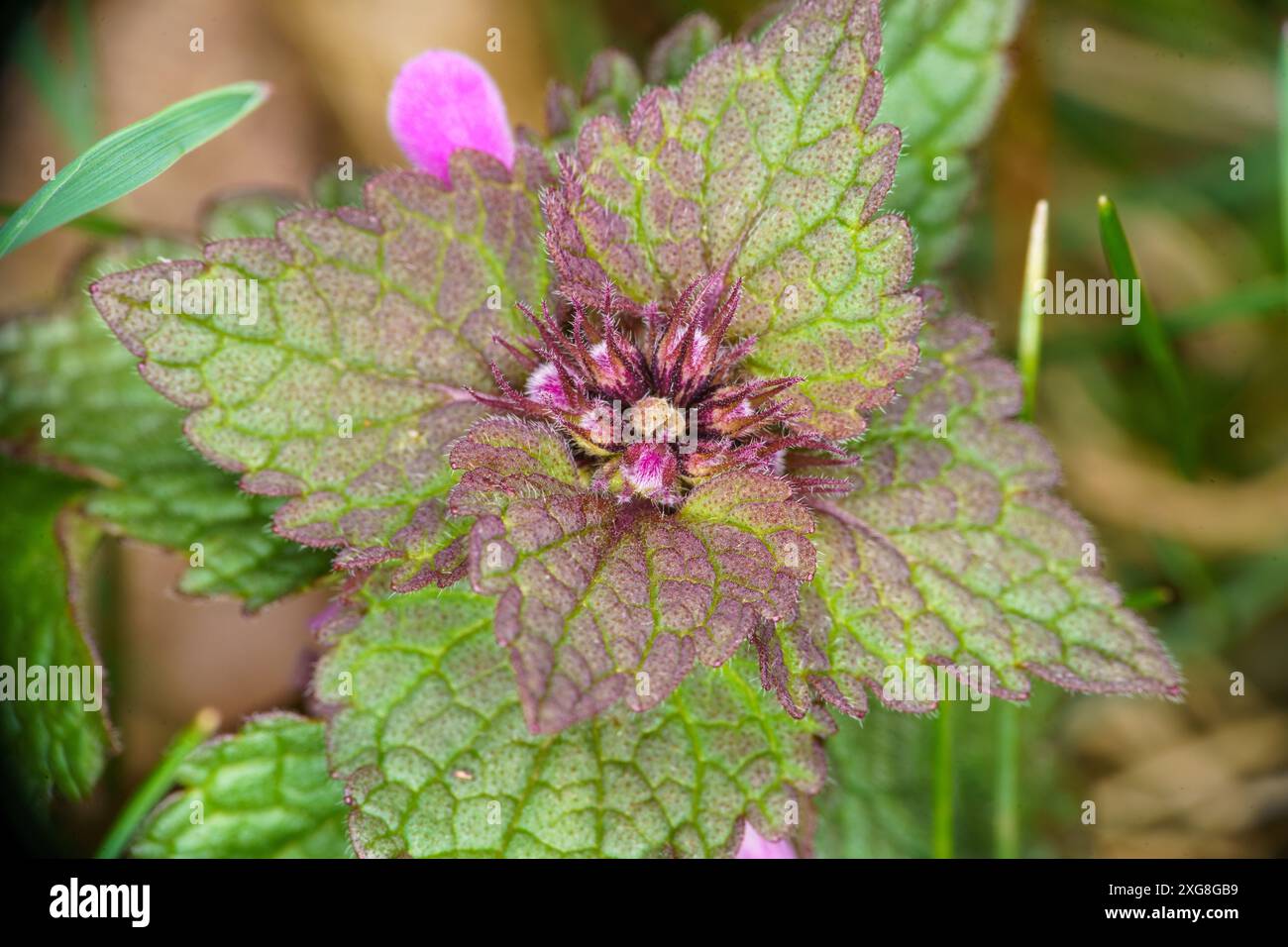 Lamium maculatum famille Lamiaceae genre Lamium Spotted ortie morte Spotted henbit Purple dragon nature sauvage photographie de plantes, image, papier peint Banque D'Images