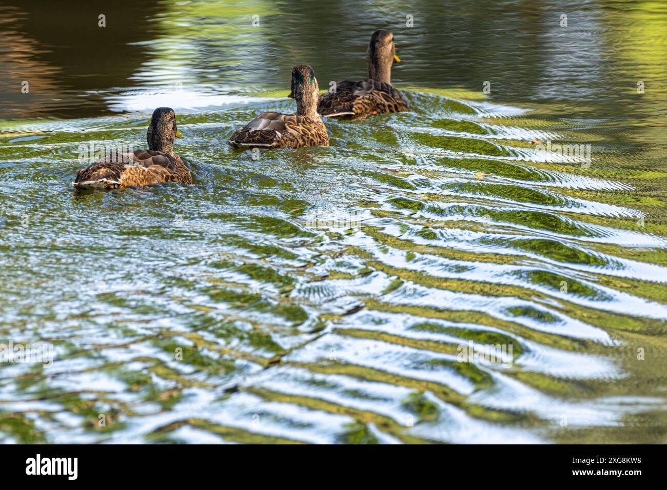 Colverts juvéniles (Anas platyrhynchos) nageant au confluent du ruisseau Butternut et de la rivière Nottely au parc Meeks à Blairsville, en Géorgie. (ÉTATS-UNIS Banque D'Images