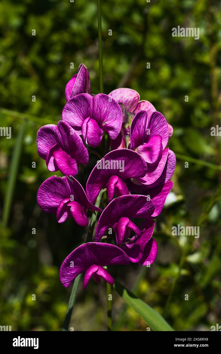 Fleurs de pois mauves avec fond de feuilles vertes. Banque D'Images