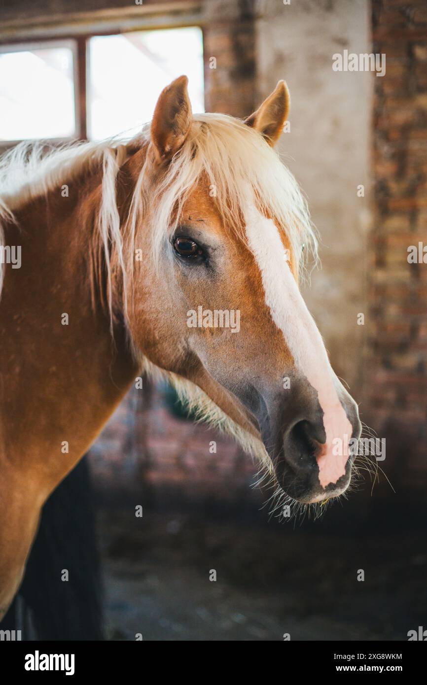 Cheval Haflinger Banque D'Images