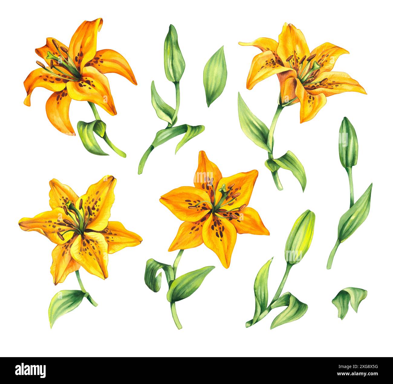 Lys aquarelle. Aquarelle fleur de lis couleur jaune. Illustration botanique de fleur de lis. Lily ensemble de fleurs et de bourgeons avec des éléments dessinés à la main pour Banque D'Images