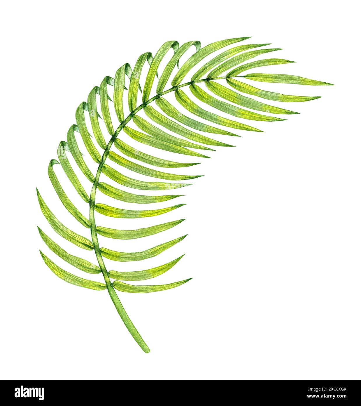 Feuille de palmier dattier tropicale aquarelle. Branches de palmier tropical avec de longues feuilles minces isolées à la main dessinées sur fond blanc. Feuille pour la conception de tissu, voiture Banque D'Images