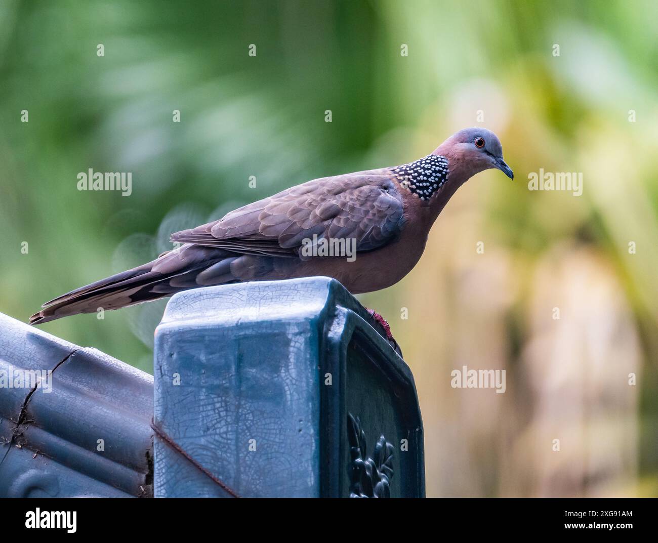 Une colombe tachetée (Spilopelia chinensis) perchée sur un lampadaire. Sichuan, Chine. Banque D'Images
