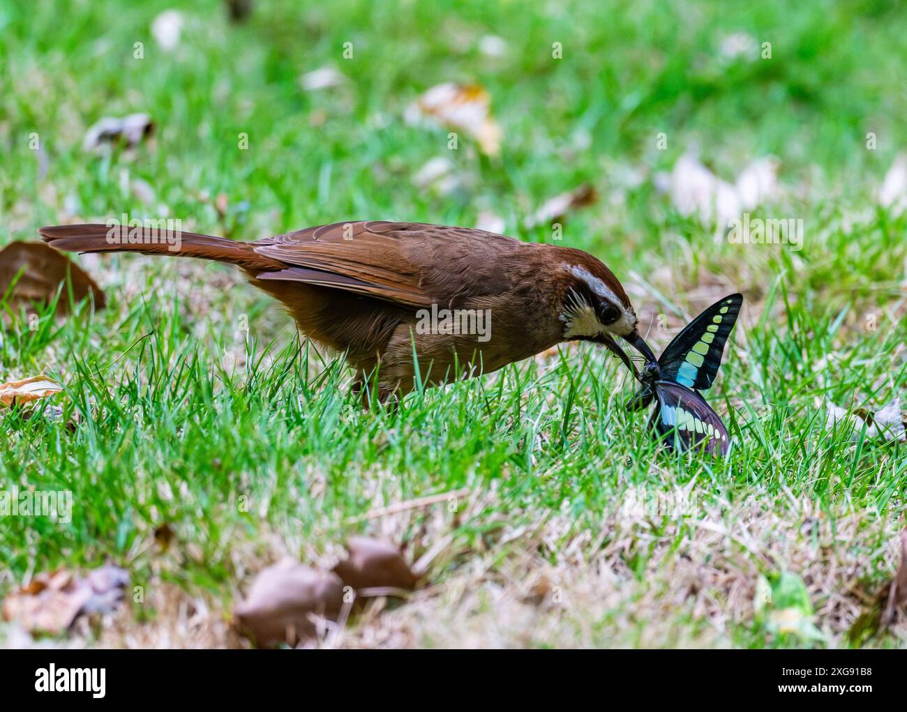 Un Laughingthrush à sourcils blancs (Pterorhinus sannio) se nourrissant d'un papillon à queue d'aronde. Sichuan, Chine. Banque D'Images