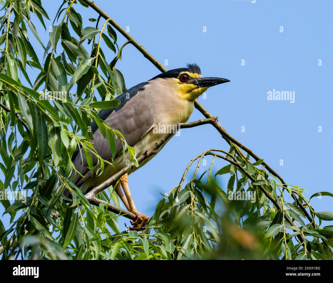Un héron de nuit couronné noir (Nycticorax nycticorax) perché sur une branche. Sichuan, Chine. Banque D'Images