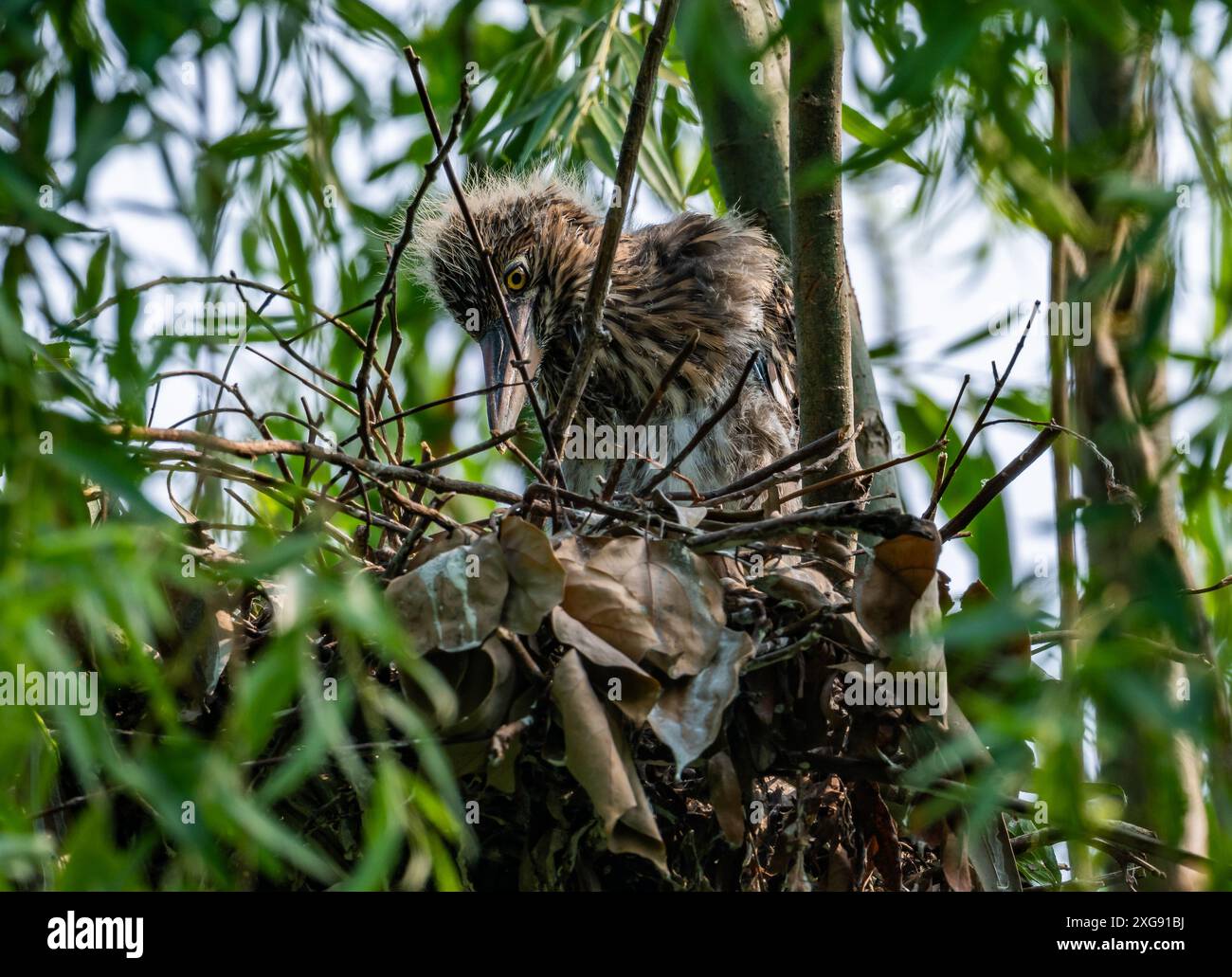 Un héron de nuit couronné noir (Nycticorax nycticorax) dans son nid. Sichuan, Chine. Banque D'Images