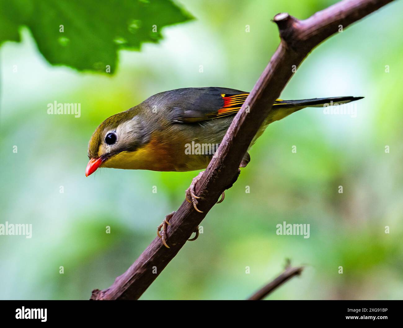Un Leiothrix à bec rouge (Leiothrix lutea) perché sur une branche. Sichuan, Chine. Banque D'Images