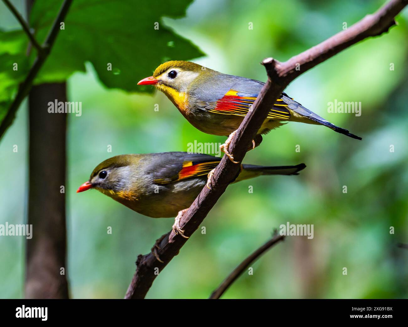 Une paire de Leiothrixes à bec rouge (Leiothrix lutea) perchée sur la branche. Sichuan, Chine. Banque D'Images