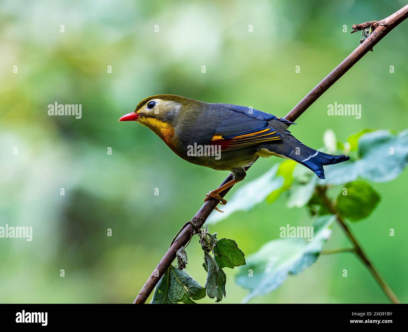 Un Leiothrix à bec rouge (Leiothrix lutea) perché sur une branche. Sichuan, Chine. Banque D'Images