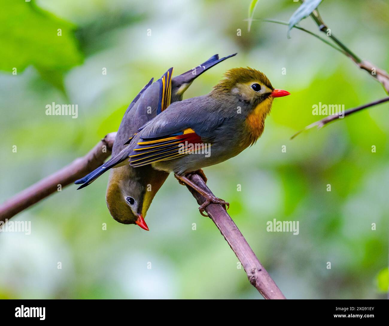 Une paire de Leiothrixes à bec rouge (Leiothrix lutea) perchée sur la branche. Sichuan, Chine. Banque D'Images
