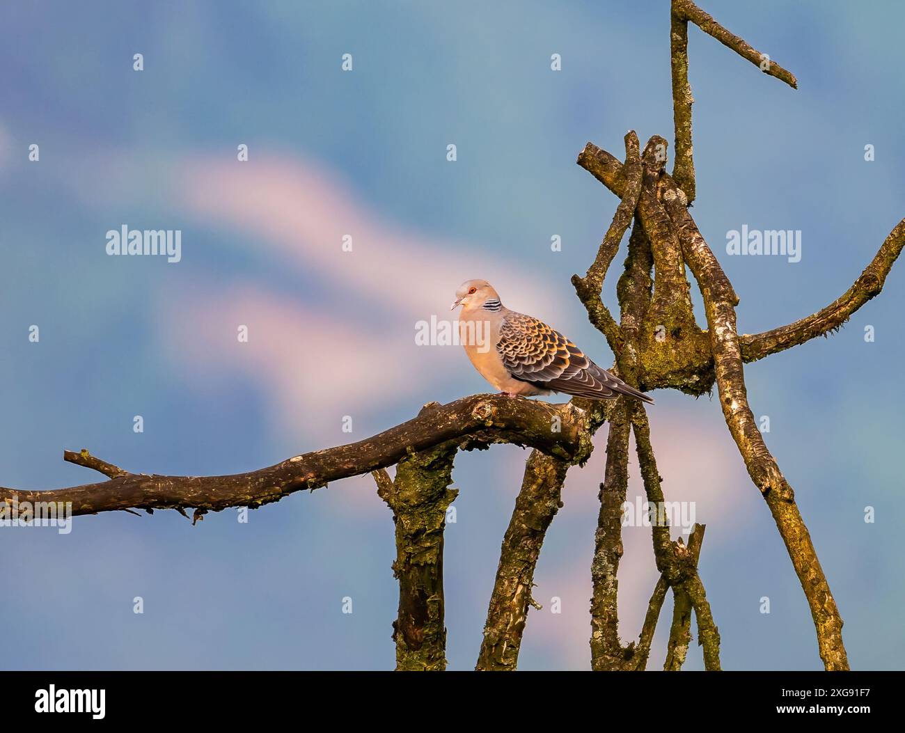 Une tourterelle orientale (Streptopelia orientalis) perchée sur un arbre mort. Sichuan, Chine. Banque D'Images