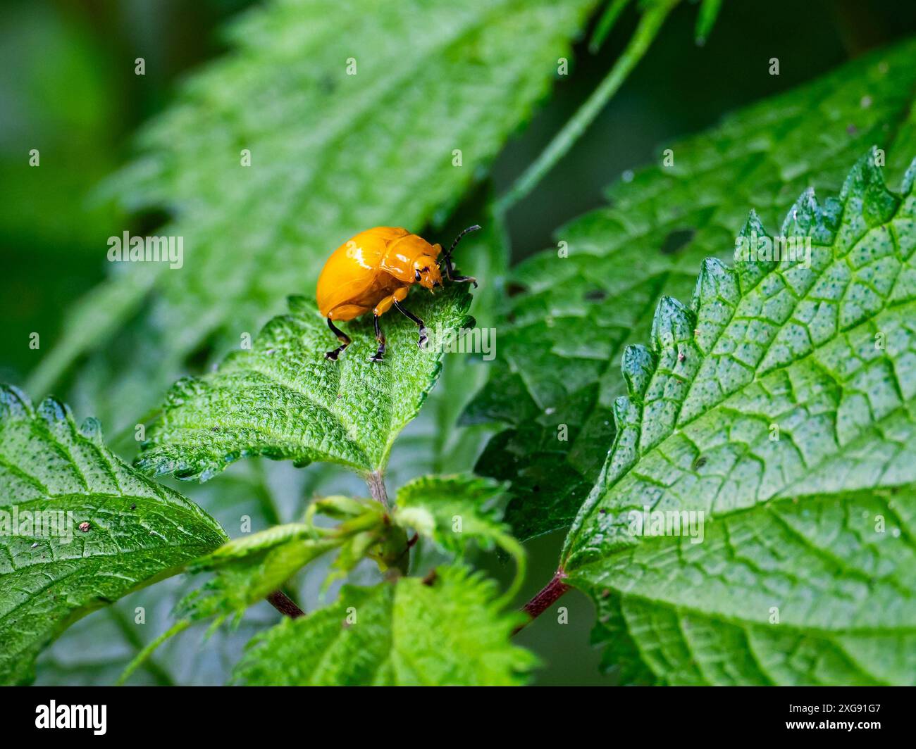 Un coléoptère des feuilles dorées (Podontia lutea) rampant sur des feuilles vertes. Sichuan, Chine. Banque D'Images