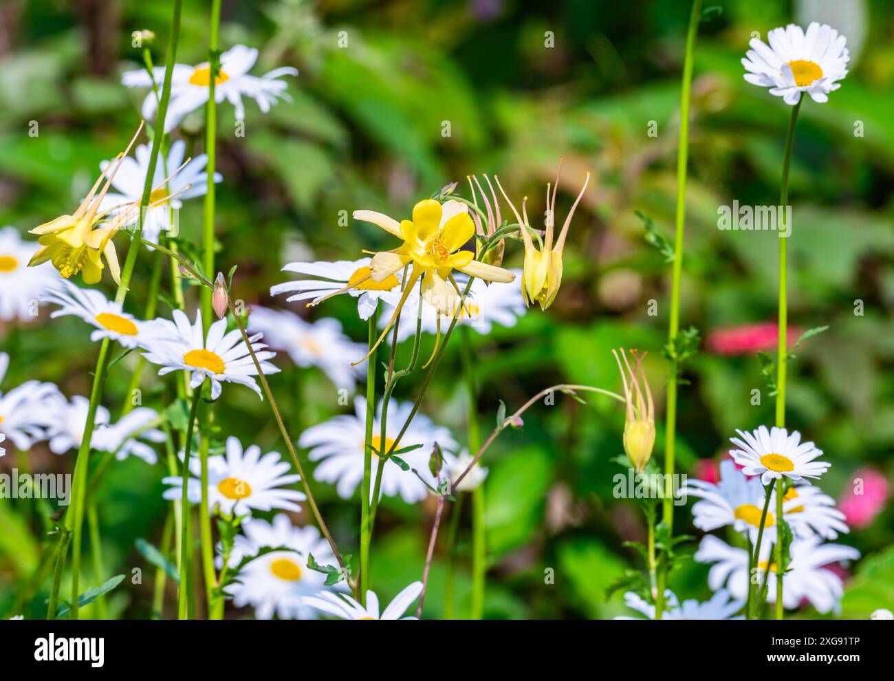 Fleurs sauvages en pleine floraison. Sichuan, Chine. Banque D'Images