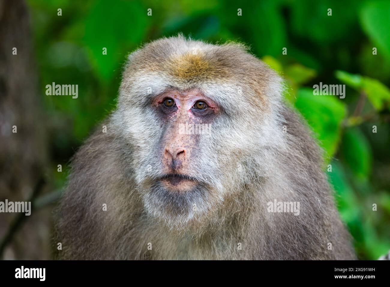 Gros plan portrait d'un macaque tibétain sauvage (Macaca thibetana) dans la forêt. Sichuan, Chine. Banque D'Images