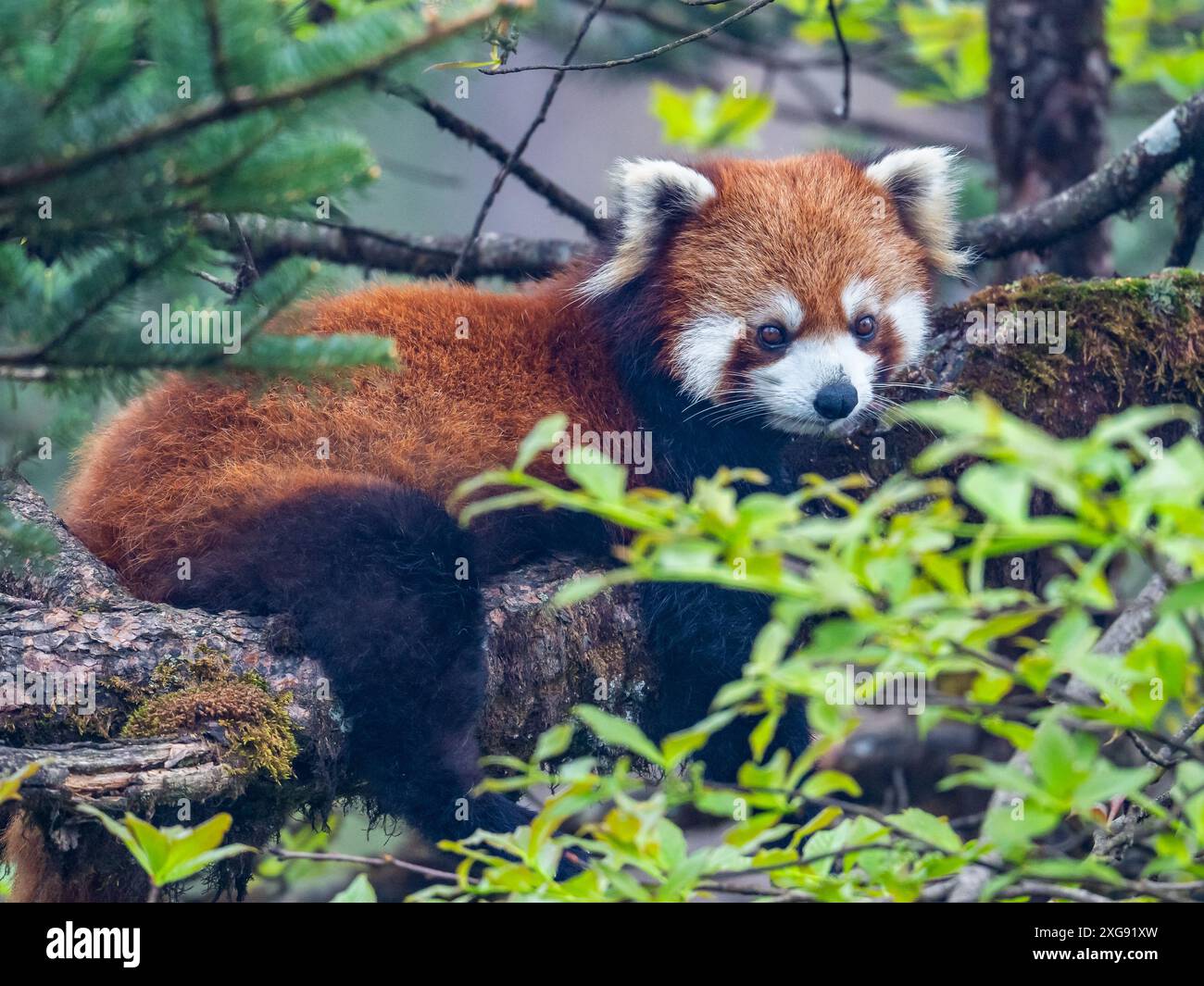 Un panda rouge sauvage (Ailurus fulgens) reposant sur un arbre. Parc forestier national de Wawushan, Sichuan, Chine. Banque D'Images