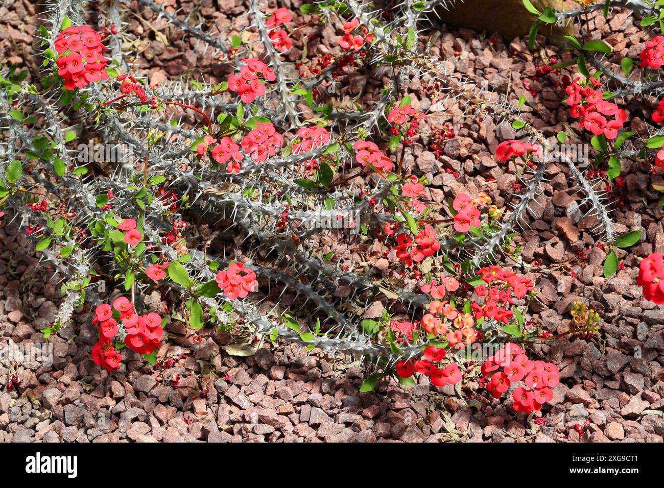 Crown of Thorns, Christ Plant, Christ Thorn, Coronne des Epines, Euphorbia milii v. milii, Euphorbiaceae. Sud-est de Madagascar, Afrique Banque D'Images