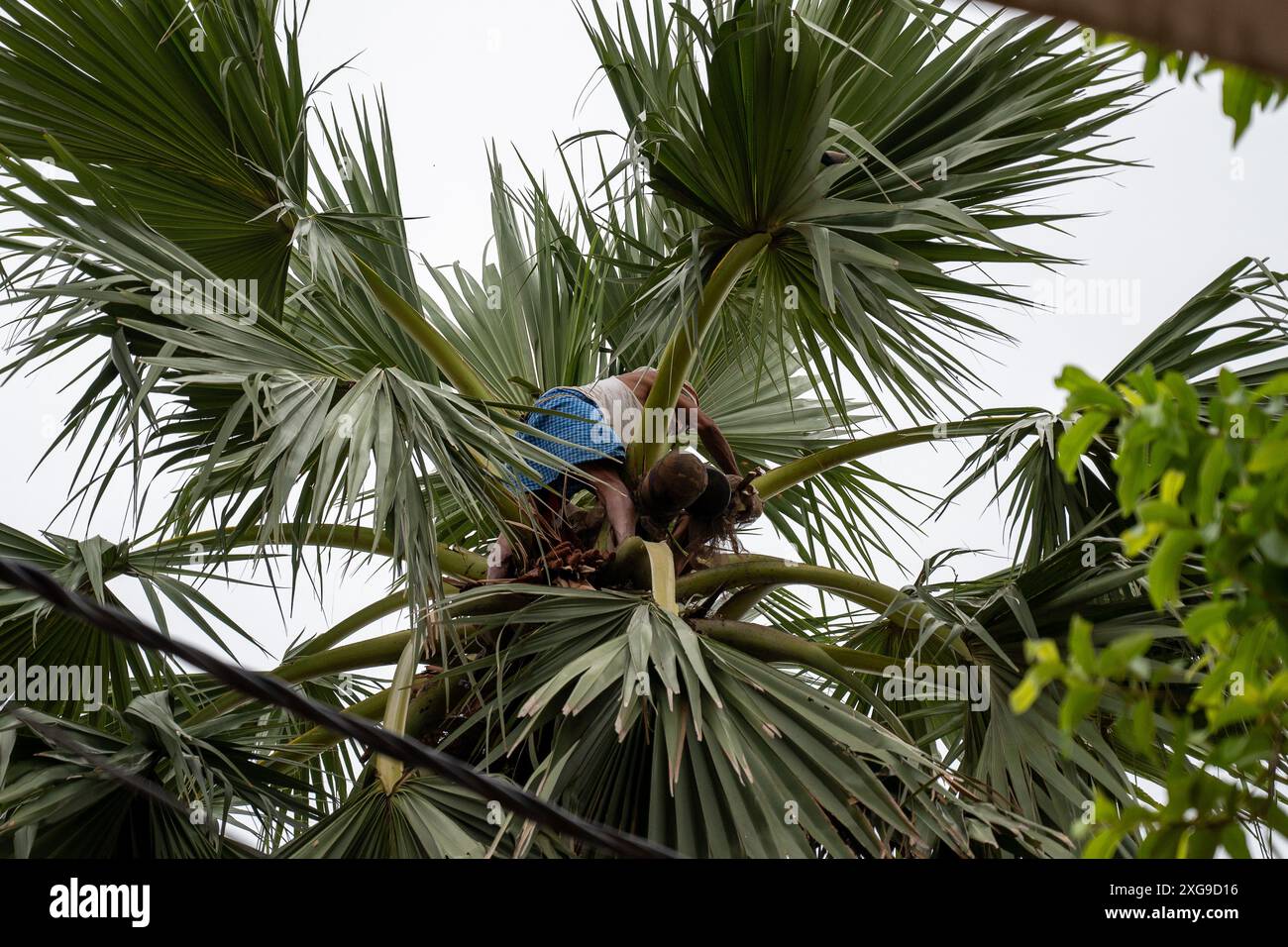 Un homme de la communauté Pasi (une communauté dalit ou intouchable de l'Inde) tapant toddy (vin de palme), Une boisson alcoolisée traditionnelle faite à partir de la sève des palmiers. Banque D'Images