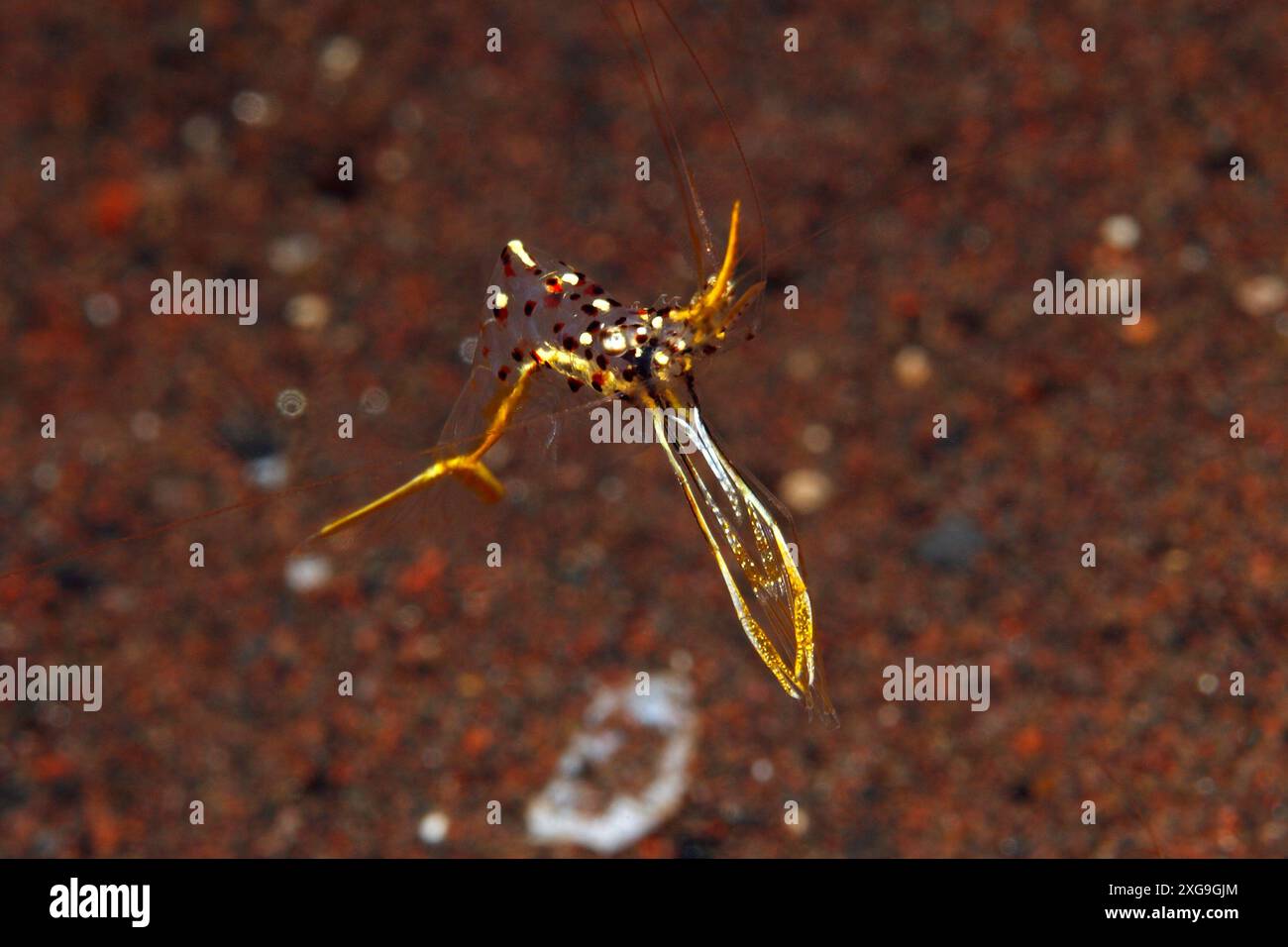 Crevette nettoyante de Degrave, Urocaridella degravei. Nager dans l'eau moyenne. Précédemment décrit comme Urocaridella sp. Tulamben, Bali, Indonésie. Mer de Bali, Banque D'Images