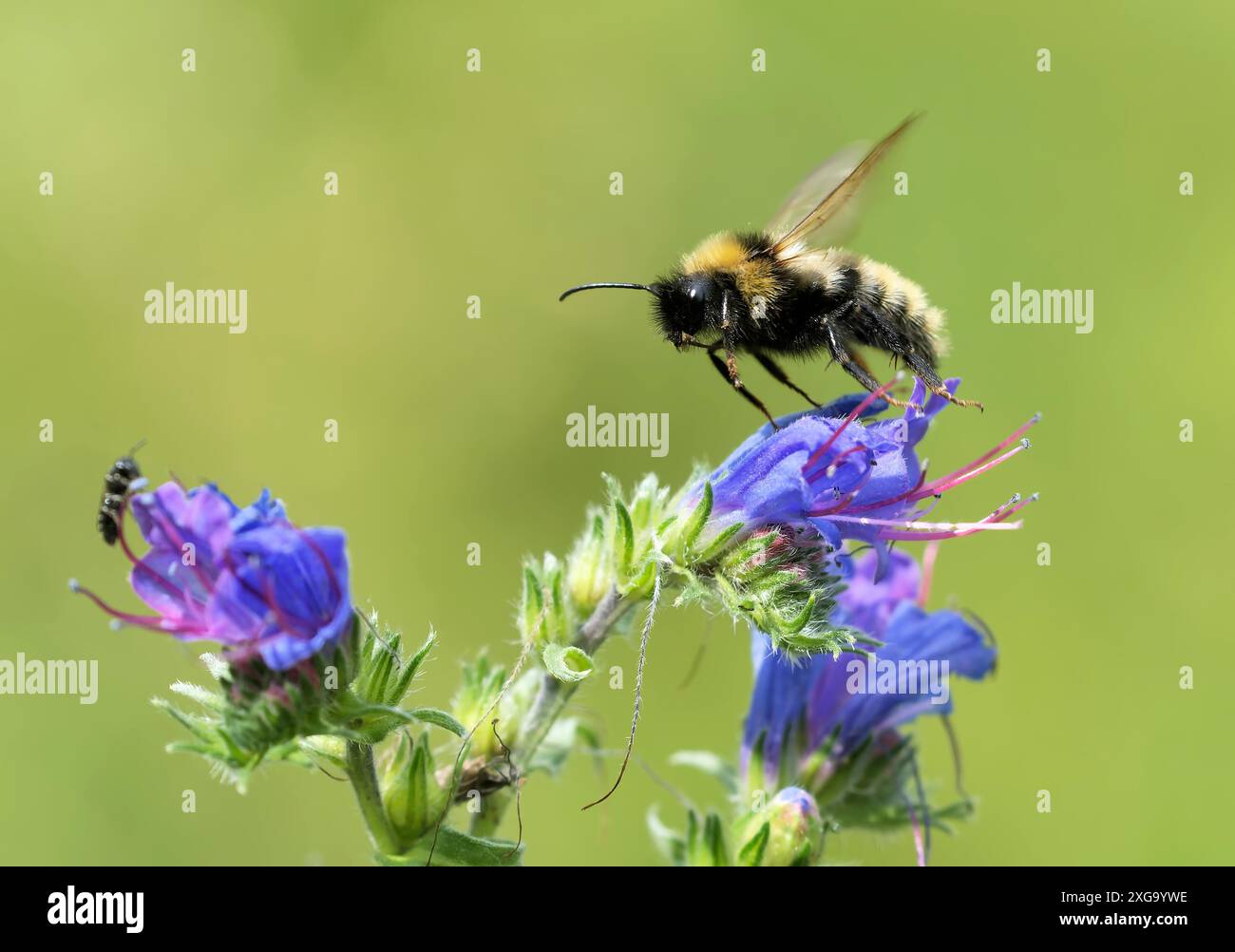 Bourdon de coucou barbu sur le bugloss de la vipère Banque D'Images