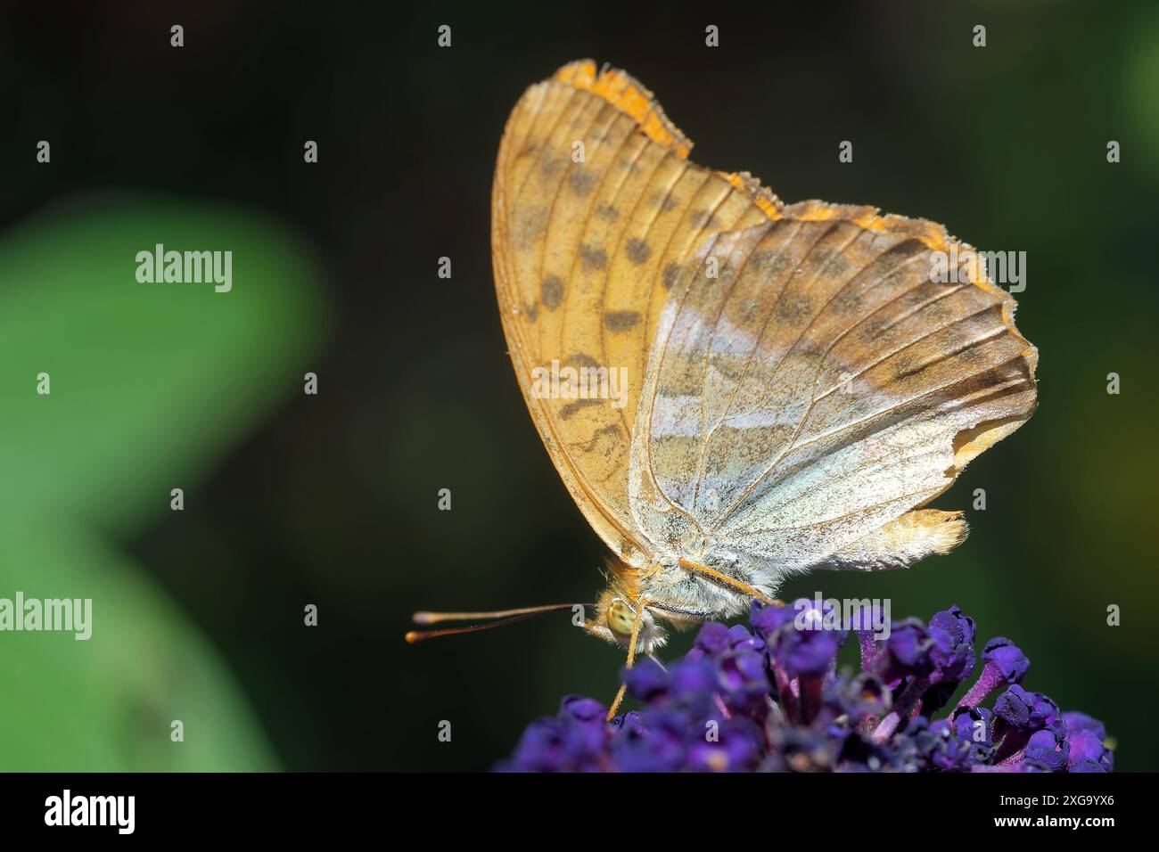 Manteau d'empereur sur le Butterfly Bush Banque D'Images