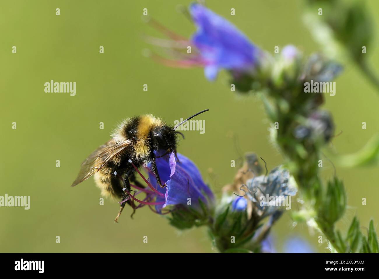 Bourdon de coucou barbu sur le bugloss de la vipère Banque D'Images
