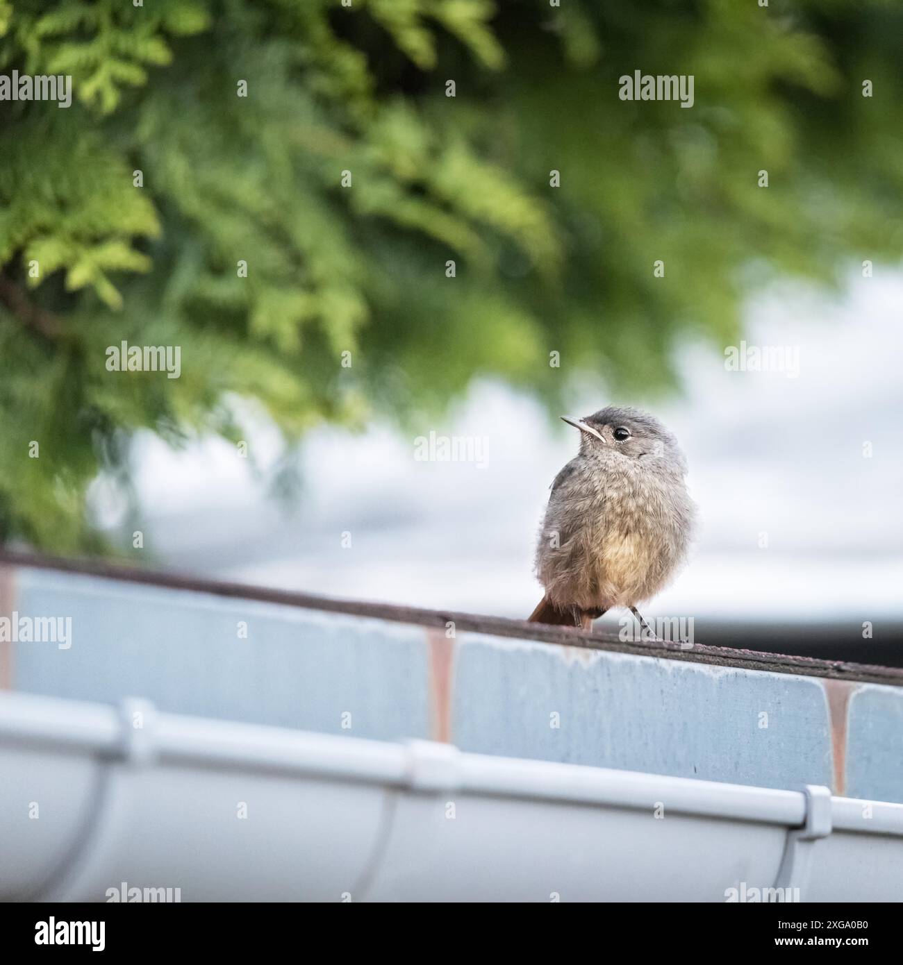 Jeune redstart noir assis sur le toit d'une grange Banque D'Images