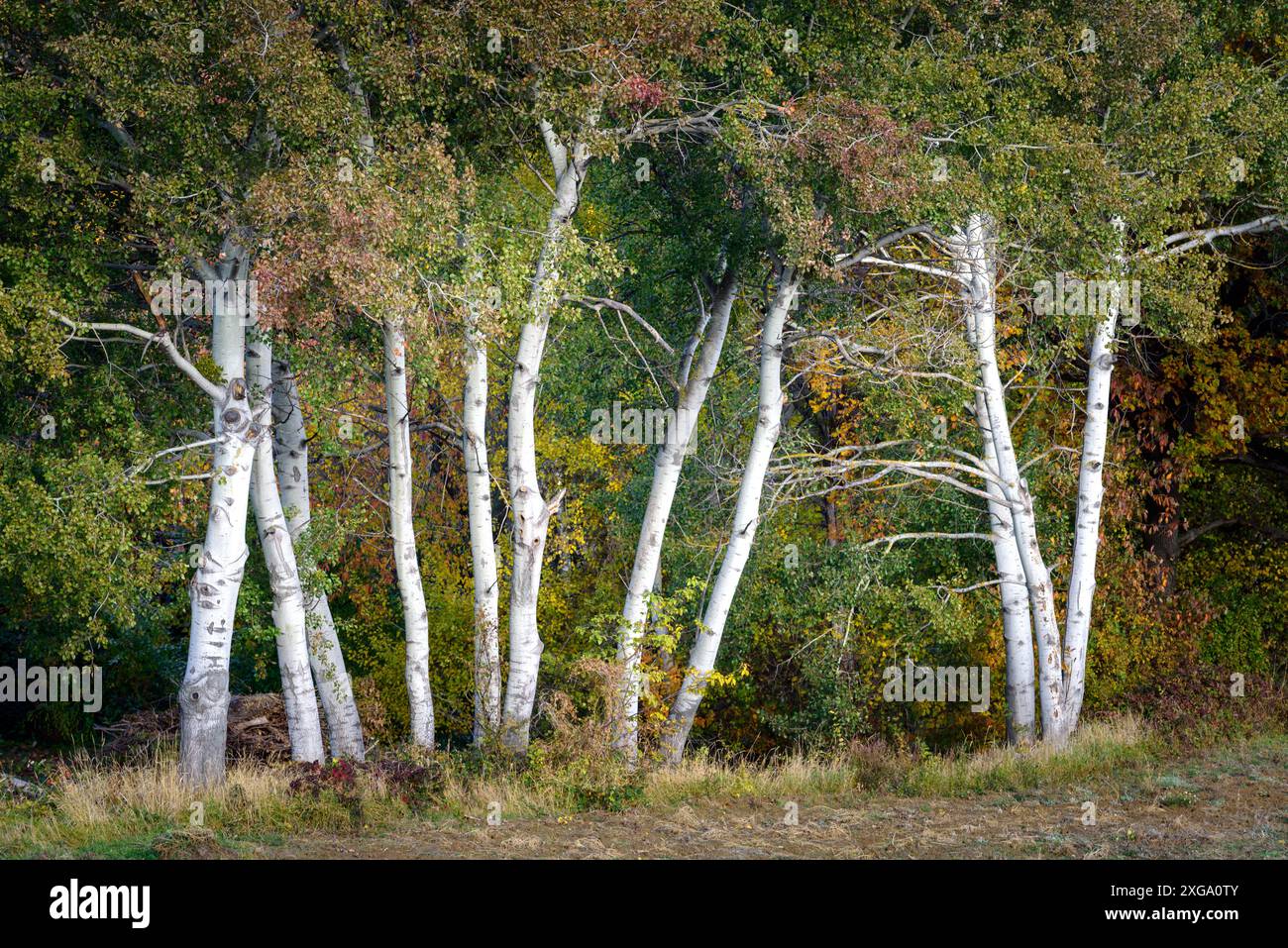 La forêt naturelle de l'aulne gris (Alnus incana) cônes dans les Carpates au début du printemps. Habitats naturels de Alnus incana in Banque D'Images