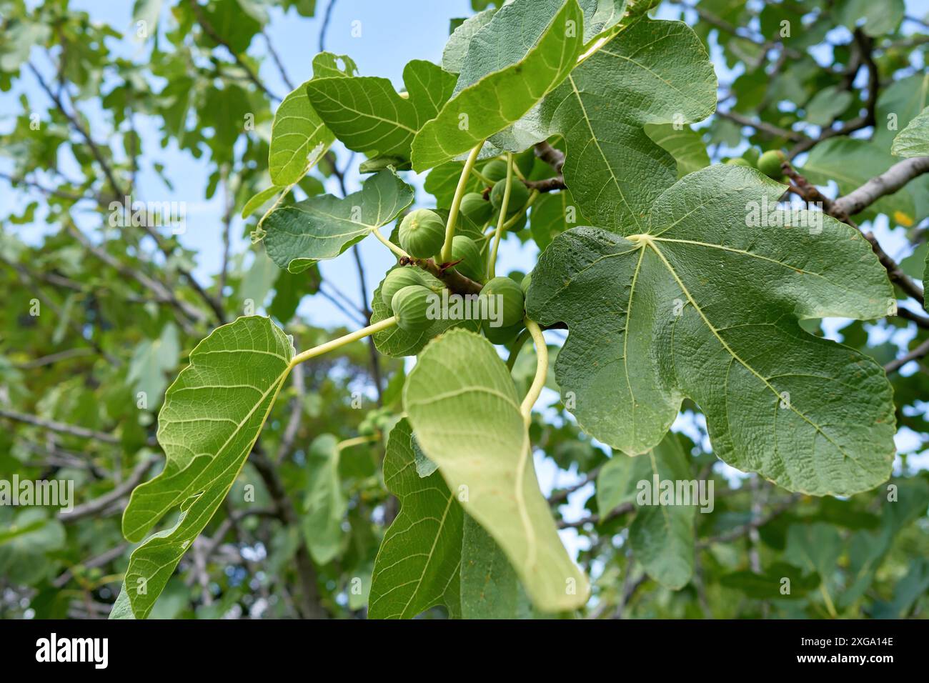 Figues sur un figuier en Croatie ensoleillée en été Banque D'Images